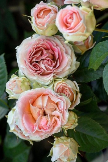 Троянда плетиста Цезарь (рожево-біла) | Rose climber Cesar (pink-white) | Роза плетистая Цезарь (розово-белая)